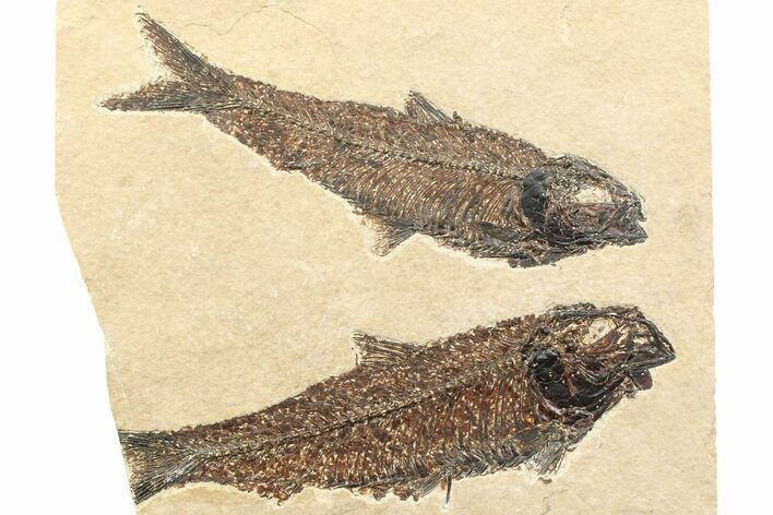 Multiple Fossil Fish (Knightia) Plate - Wyoming #356740